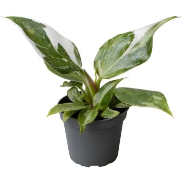 Philodendron 'White Princess' 16cm
