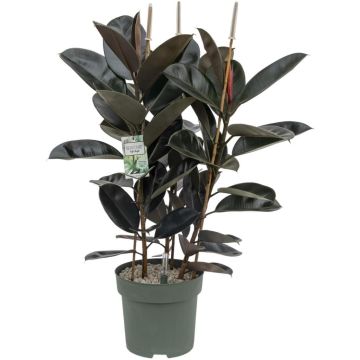 Ficus mandela (Rubberplant) 120cm
