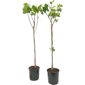 Ficus carica (Vijg) op stam 170cm
