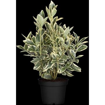 Euonymus japonicus 'Bravo' (Kardinaalsmuts 'Bravo')