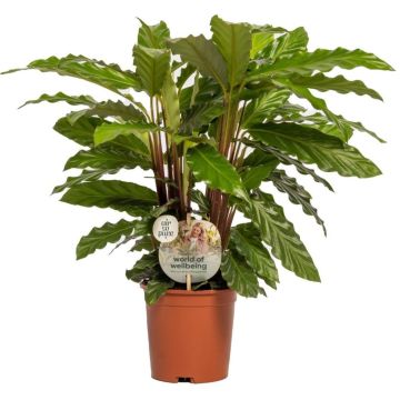 Calathea rufibarba 'Miroscha' (Pauwenplant) 50cm