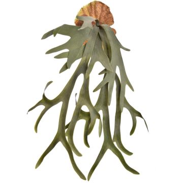 Pure Royal kunstplant staghorn 65cm groen