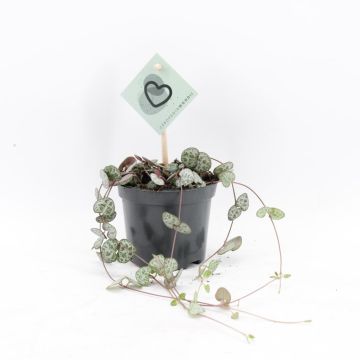 Ceropegia 'Woodii' (Chinees Lantaarnplantje) 20cm