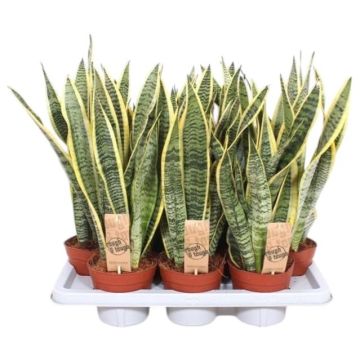 Sansevieria trifasciata 'Laurentii' (Vrouwentong) 50cm
