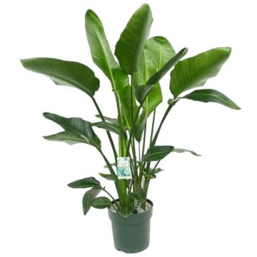 Strelitzia nicolai (Paradijsvogelplant) 160cm