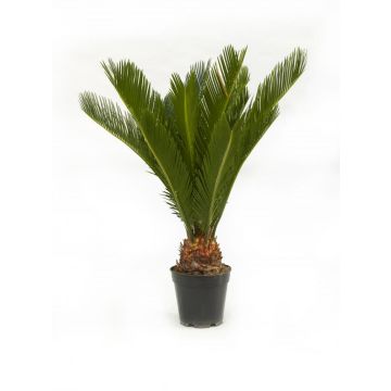 Cycas revoluta (Vredespalm, Varenpalm) 50cm