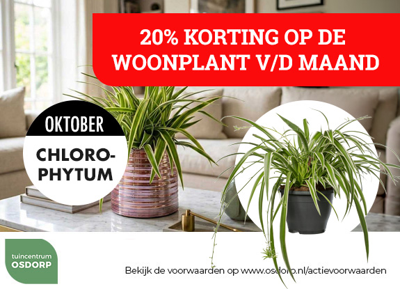20% korting op de woonplant van de maand